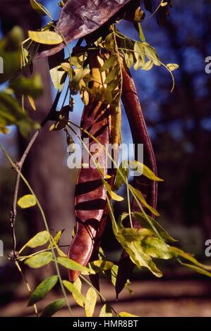 Juda Locust (Miel) les feuilles et les gousses (Gleditsia triacanthos), Fabaceae-Leguminosae. Banque D'Images