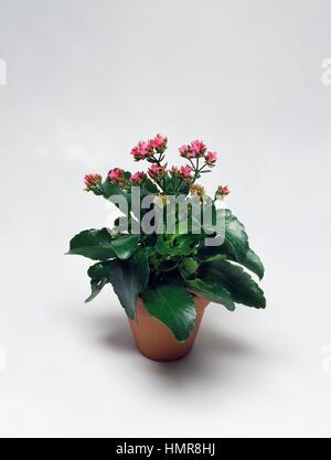 Madagascar Widow's-thrill (Kalanchoe blossfeldiana), Crassulaceae. Banque D'Images