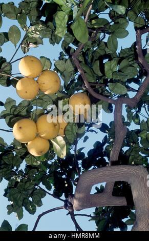 Le pamplemousse (Citrus x paradisi), Rutacées. Banque D'Images