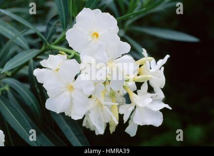 Laurier-rose (Nerium oleander), Apocynaceae. Banque D'Images