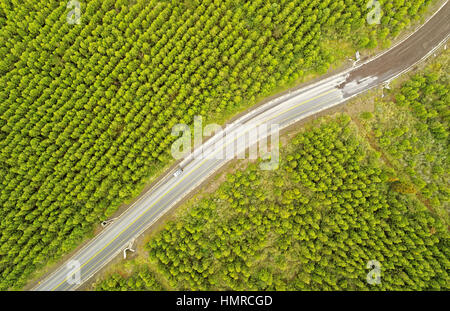 Une vue aérienne de haut en bas montre une route pavée à deux voies qui courbe à travers une forêt dense et luxuriante. La route est marquée par une double ligne jaune et bordée de garde-corps blancs. A gauche, la forêt Banque D'Images