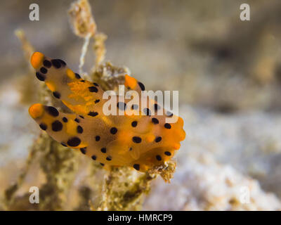 Photo sous-marine de Thecacera sp. Nudibranche, limace de mer Banque D'Images