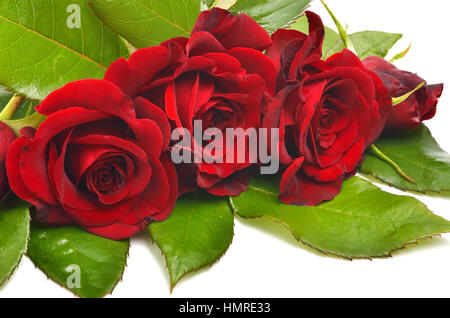 Roses rouges avec des feuilles vertes isolé sur fond blanc Banque D'Images