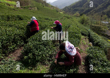 Les femmes ramasser la première adjudication bourgeons de thé au cours de la première récolte de thé de l'année qui a lieu pendant le Festival de Qingming Min Montagnes de ni Banque D'Images