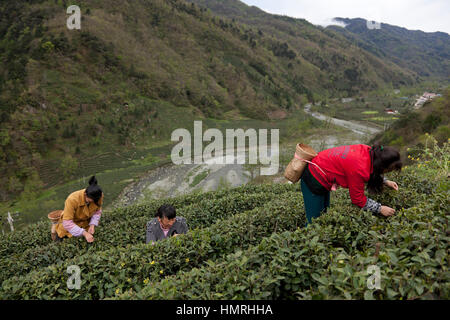 Les femmes ramasser la première adjudication bourgeons de thé au cours de la première récolte de thé de l'année qui a lieu pendant le Festival de Qingming Min Montagnes de ni Banque D'Images