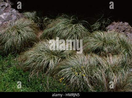 Frosted curls (Carex Frosted Curls), l'Albula Cyperaceae. Banque D'Images