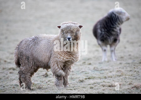 Flintshire, Pays de Galles, Royaume-Uni. Feb, 2017 5. Météo France : moutons bravant les conditions de gel ce matin sur un terrain rural Flintshire avec frost et -1C dans le village de Nannerch © DGDImages/Alamy Live News Banque D'Images