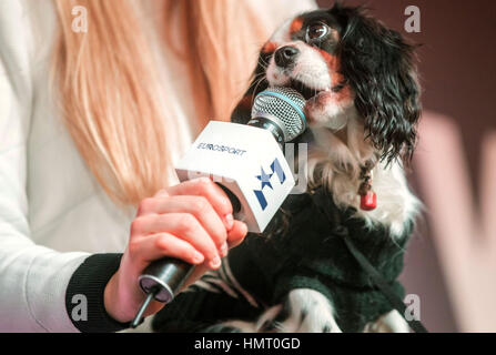 Saint-Moritz, Suisse. Feb, 2017 5. Lindsey Vonn de l'US Ski Team et son chien Lucy pendant un sport Conférence de presse concernant la série TV 'Chasing History', une documentation de la vie et la formation de Lindsey Vonn à Saint-Moritz, Suisse, le 5 février 2017. Photo : Michael Kappeler/dpa/Alamy Live News Banque D'Images