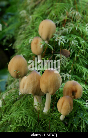 Coprinus micaceus Banque D'Images