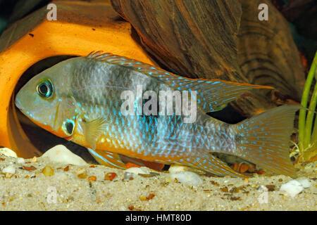 Feu jaune bouche (Thorichthys affinis) - mâle Banque D'Images