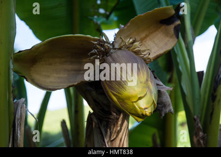 Floraison de banane Hardy au Royaume-Uni (Musa Basjoo) Banque D'Images