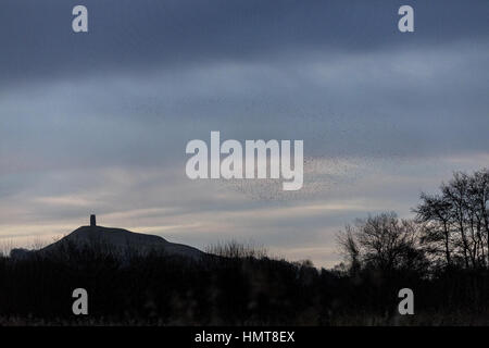 L'étourneau sansonnet, Sturnus vulgaris, dans d'énormes troupeaux venant à se percher, soirée au mur de jambon, Somerset Levels, avec Tor de Glastonbury au-delà. Banque D'Images