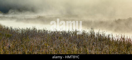 Frost a vu l'herbe et de scirpes incrustée dans une zone humide. Brume matinale s'élève des marais humide et chaud que le soleil se lève. Banque D'Images