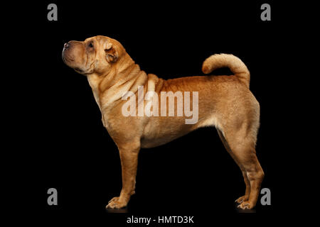 Sharpei chien isolé sur fond noir Banque D'Images