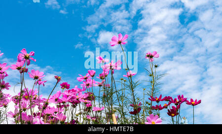 Image floue Cosmos fleur en champ d'une journée ensoleillée avec des nuages blancs Banque D'Images