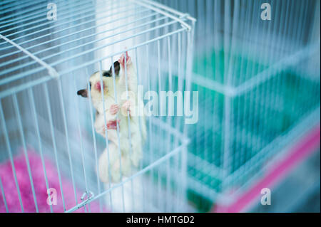 Petit Singe dans une cage, marché de Chatuchak, Bangkok Banque D'Images