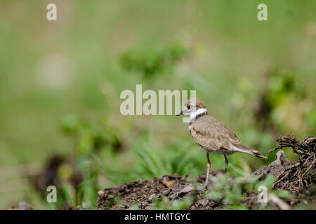 Photographie d'une belle ou de Killdeer Charadrius vociferus en République Dominicaine Banque D'Images