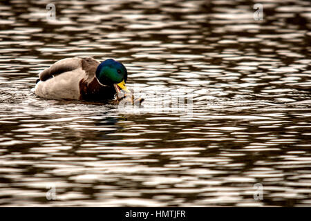 La faune de l'étang Banque D'Images