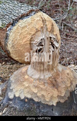 Laurel, États-Unis. Feb, 2017 5. Un grand arbre frais coupé en bas par un castor à la recherche Patuxent Refuge dans le Maryland. Créé en 1936 par décret du Président Franklin D. Roosevelt, le Patuxent Research est le seul refuge National Wildlife Refuge aux États-Unis créé pour soutenir la recherche. Credit : Jeramey Légende/Alamy Live News Banque D'Images