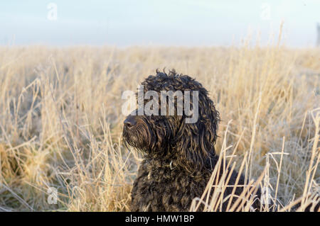 Hucknall, Nottinghamshire, Angleterre. 08Th Feb 2017. Belle fraîcheur et de commencer la journée. Après des jours de temps gris, Dog Walkers sont dehors profiter du soleil. Crédit : Ian Francis/Alamy Live News Banque D'Images