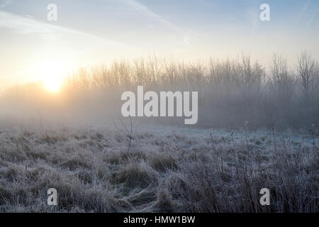 Hucknall, Nottinghamshire, Angleterre. 08Th Feb 2017. Belle fraîcheur et de commencer la journée. Après des jours de temps gris, Dog Walkers sont dehors profiter du soleil. Crédit : Ian Francis/Alamy Live News Banque D'Images