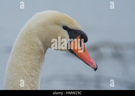 Close-up de mute swan (Cygnus olor) Banque D'Images