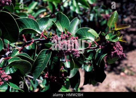 Sugar Bush ou du sucre des fruits et des feuilles de sumac (Rhus ovata), Anacardiaceae. Banque D'Images