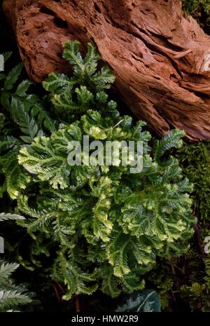 L'éléocharide Martens (Selaginella martensii) Moss, Selaginellaceae. Banque D'Images