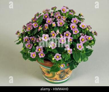 L'allemand, le persan violet violet (Exacum affine,), des Gentianacées. Banque D'Images