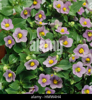 Violet (Exacum affine, perse), Gentianaceae. Banque D'Images