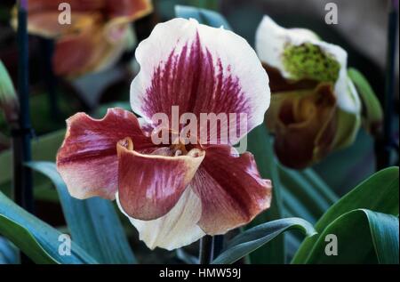 Sabot de Vénus (Paphiopedilum sp.), Orchidaceae. Banque D'Images
