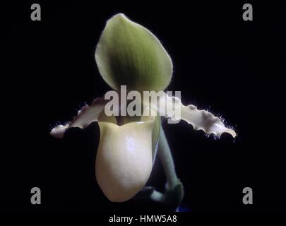 Sabot de Vénus (Paphiopedilum sp.), Orchidaceae. Banque D'Images