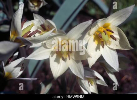 Tulip (Tulipa turkestanica Turkestan oriental), Liliaceae. Banque D'Images