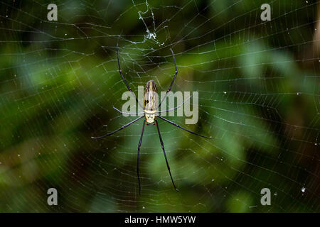 Le nord du golden orb weaver (Nephila pilipes) dans le web, le parc national de Kaeng Krachan, Phetchaburi, Thailand Banque D'Images