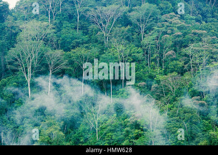 Forêt de la pluie, du brouillard, du parc national Corcovado, costa rica Banque D'Images