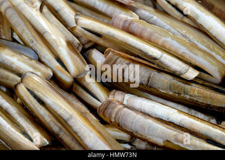 Atlantic jackknife clam (Ensis directus), des coquilles vides, Norderney, îles de la Frise orientale, Basse-Saxe, Allemagne Banque D'Images