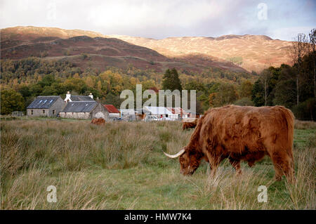 Une vache HIGHLAND MAJESTUEUX SE DRESSE DANS UN CHAMP DE GLEN COE HIGHLANDS, Ecosse dans la soirée. Avec les montagnes enneigées en arrière-plan Banque D'Images