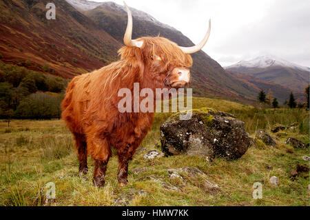 Une vache HIGHLAND MAJESTUEUX SE DRESSE DANS UN CHAMP DE GLEN COE HIGHLANDS, Ecosse dans la soirée. Avec les montagnes enneigées en arrière-plan Banque D'Images