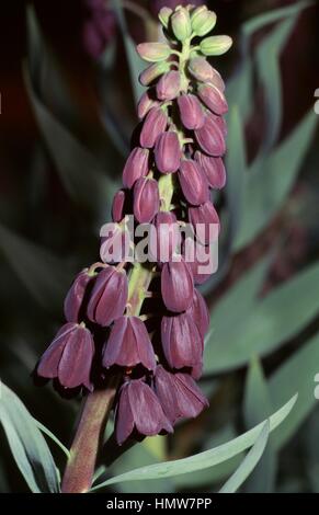 Lily (Fritillaria persica persan), Liliaceae. Banque D'Images