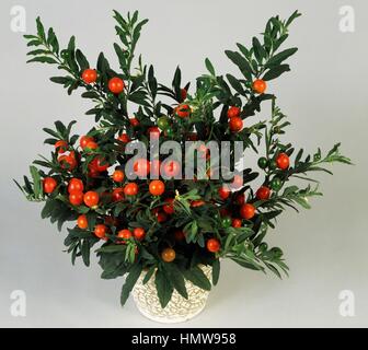 Cafard-berry (Solanum pseudocapsicum Solanum capsicastrum o), Solanaceae. Banque D'Images