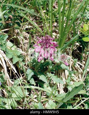 La pédiculaire verticillée (Pedicularis verticillata), des Orobanchacées. Banque D'Images