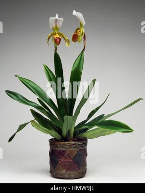 Sabot de Vénus (Paphiopedilum sp), Orchidaceae. Banque D'Images