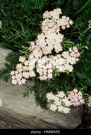 Livèche alpin (le Ligusticum mutellina), Apiaceae. Banque D'Images