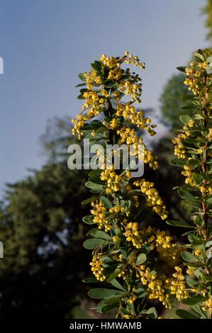 L'épine-vinette (Berberis chinois chinensis), Berberidaceae. Banque D'Images