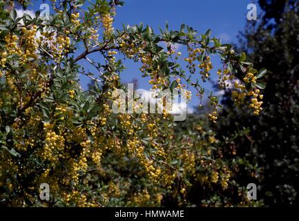 L'épine-vinette (Berberis chinois chinensis), Berberidaceae. Banque D'Images