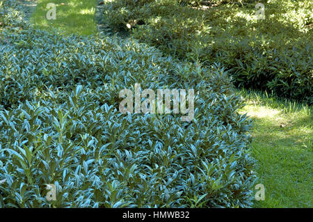 Hookeriana humilis, Sarcocca , confusa, Banque D'Images