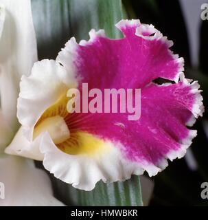 Crimson Cattleya ou Ruby-lipped Cattleya Cattleya labiata (Candida), Orchidaceae. Banque D'Images