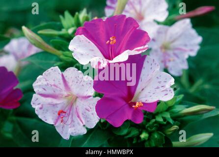 4 heures fleur ou émerveillez-vous du Pérou (Mirabilis jalapa), Nyctaginaceae. Banque D'Images