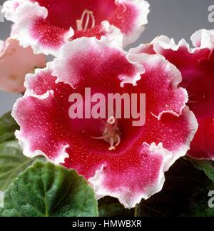 La fleuriste ou gloxinia gloxinia brésilien (Gloxinia Sinningia speciosa Empereur Frédéric ou speciosa Empereur Frédéric), Gesnériacées. Banque D'Images