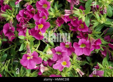 Pétunia (Petunia x hybrida Surfinia millions Bells), Solanaceae. Banque D'Images